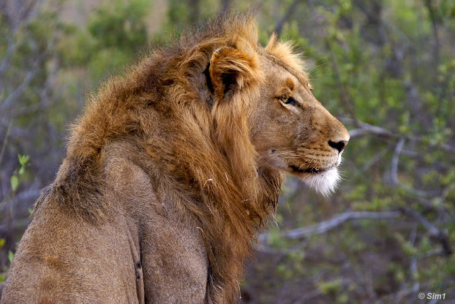 Lion in Kruger NP