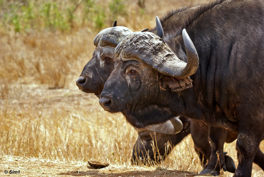 Two Buffalo in Kruger NP