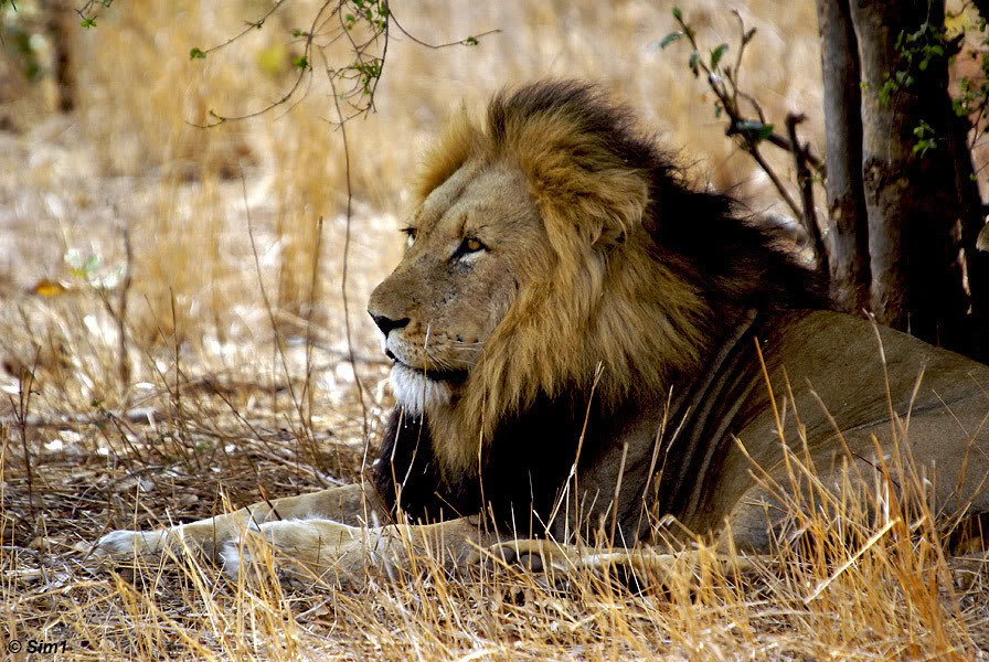 Lion under tree