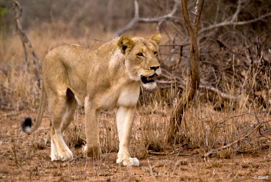 Lioness in Kruger NP