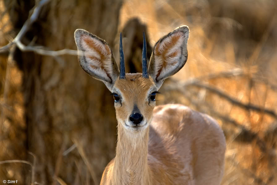 Steenbok in Kruger NP