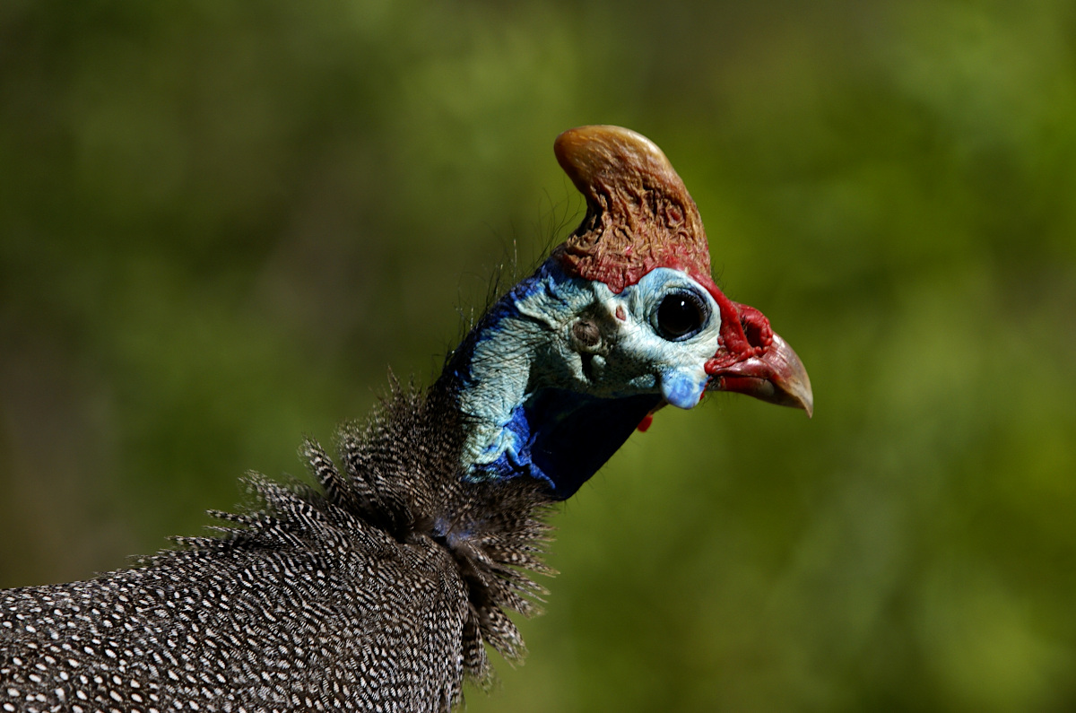 Helmeted guineafowl