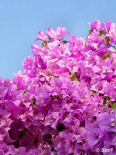 Bougainville