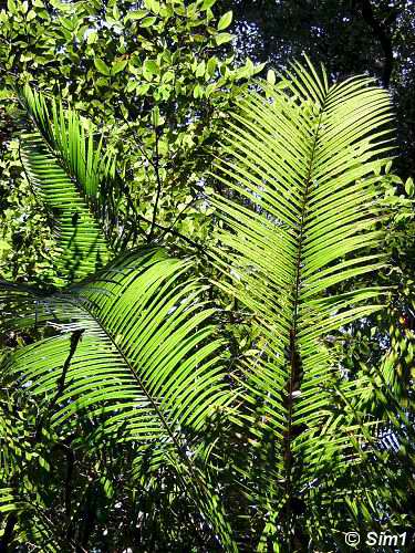 Bright sunlight, green leaves