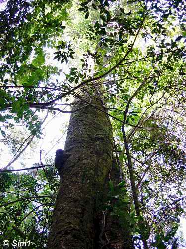 Huge trees