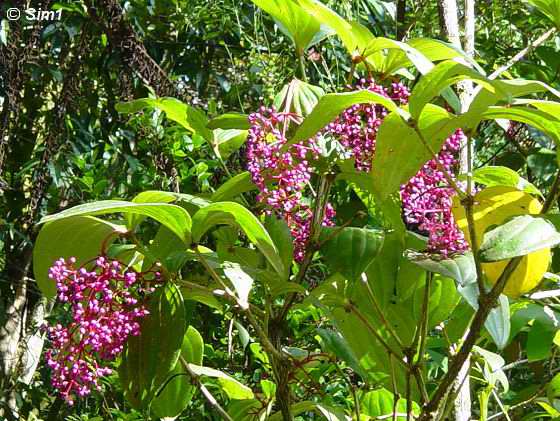 Melastomataceae (Medinilla Speciosa)