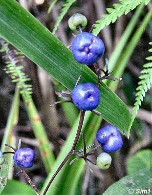 Purple berries