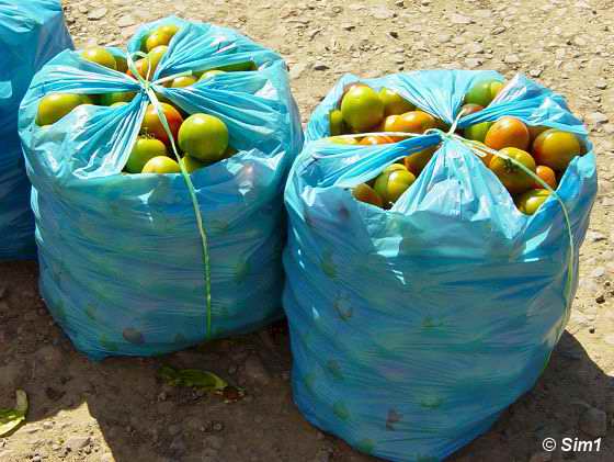 Fruit ready for transportation