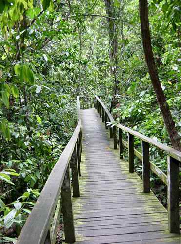 Walkway to the Gomantong Caves