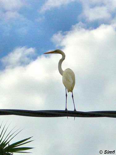 White Egret