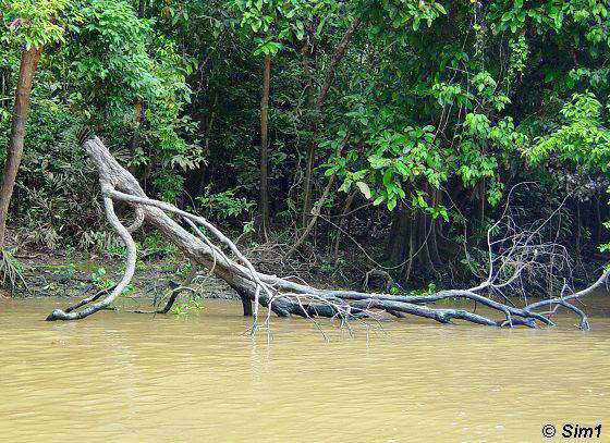 Fallen tree