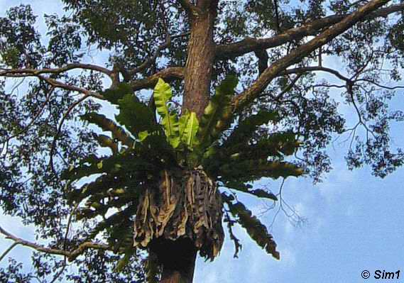 Birds Nest Fern