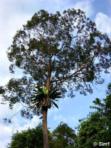  Huge trees