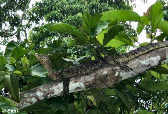 Monitor Lizard