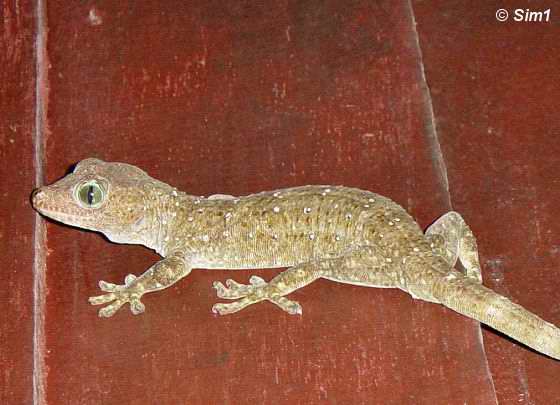 Gecko