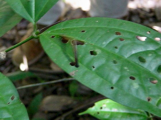  Tiger Leech on a leaf