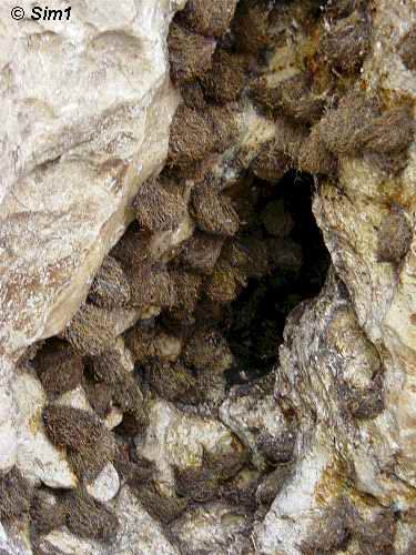  Swiftlet nests