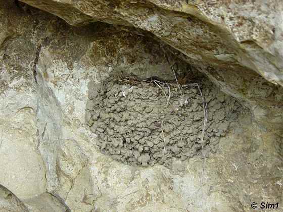 Pacific Swallow nest