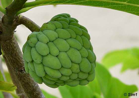  Custard Apple Fruit