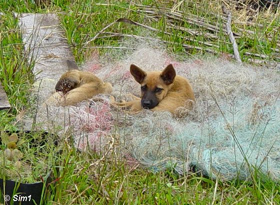  Lazy dogs