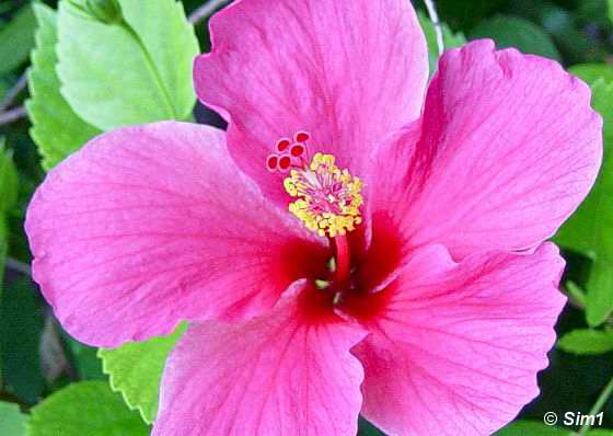 Beautiful hibiscus