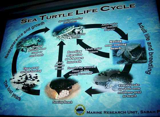 The life cycle of a turtle