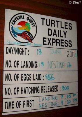 Turtles Daily Express