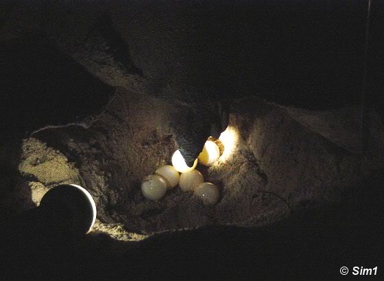 Green Turtle laying eggs