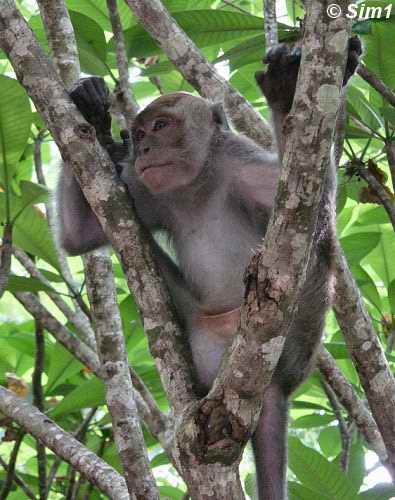 Monkey on Sapi Island