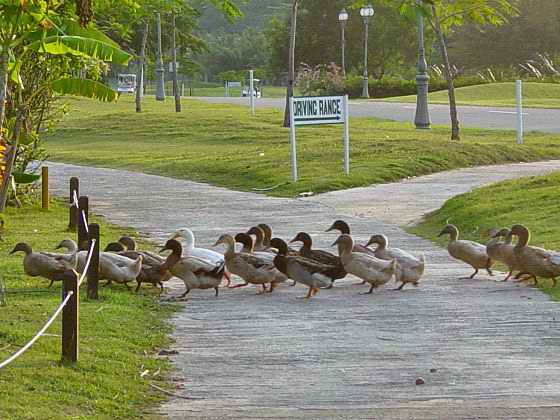 Ducks have the right of way :-))