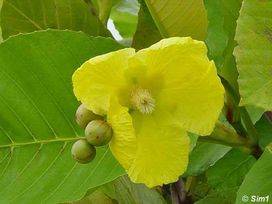 Flower of Brunei