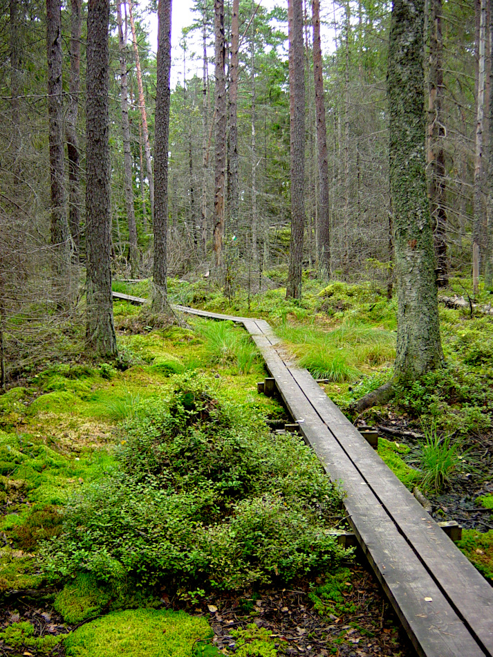 Tyresta National Park