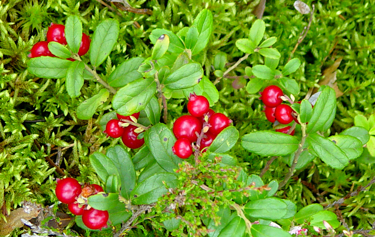 Tyresta National Park