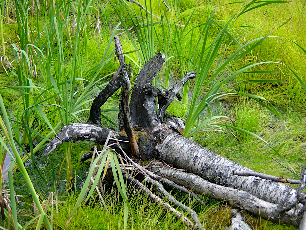 Tyresta National Park