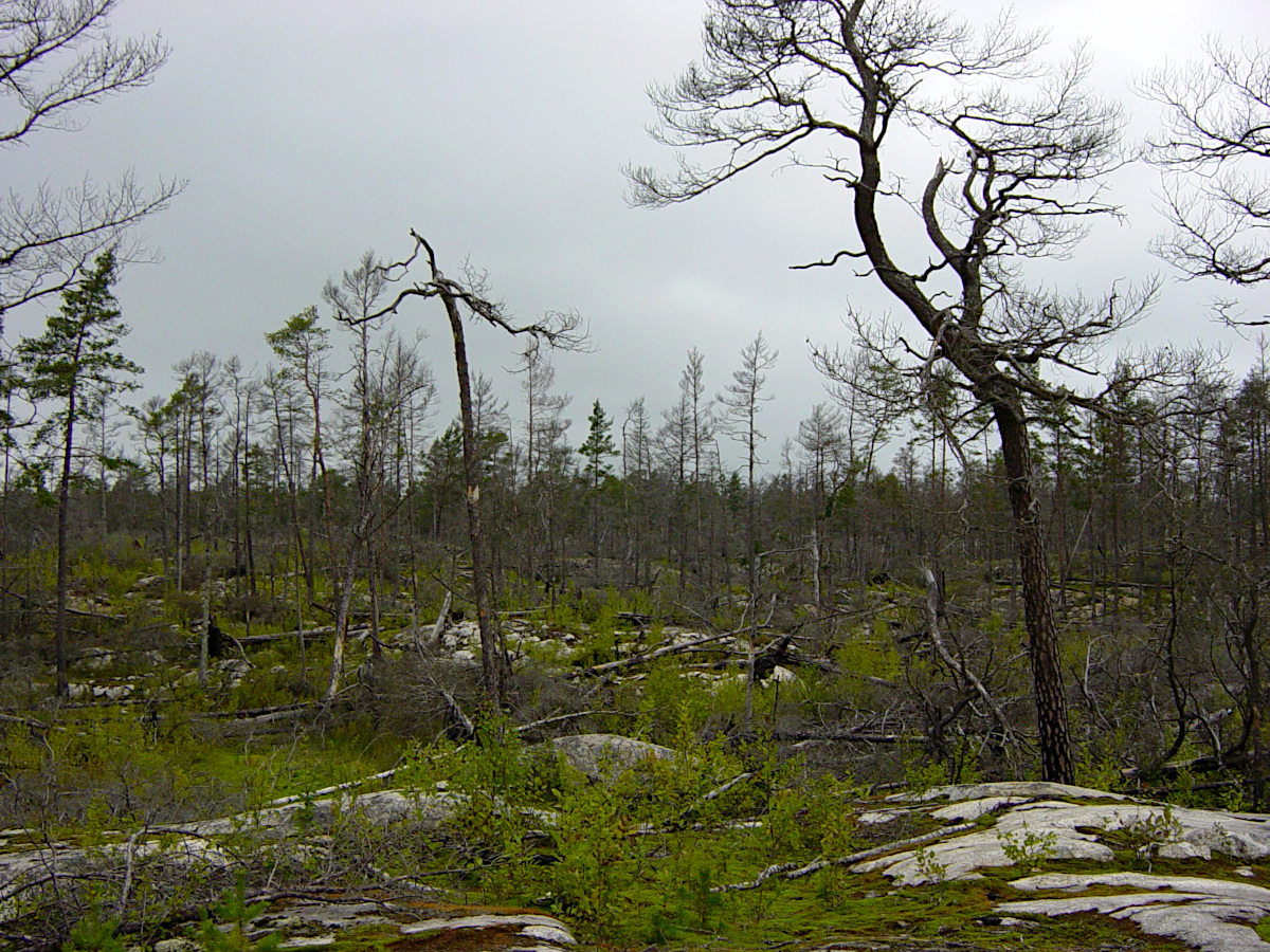 Tyresta National Park