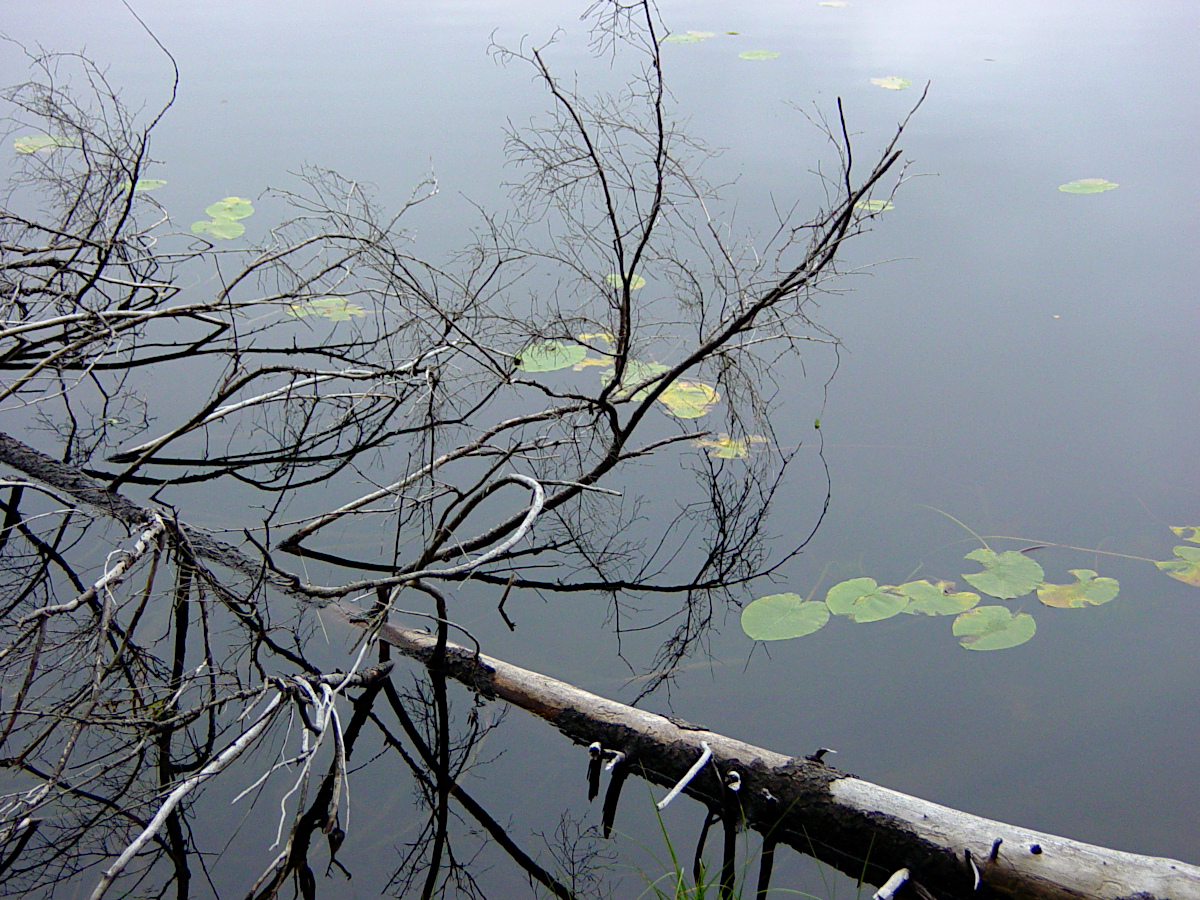 Tyresta National Park