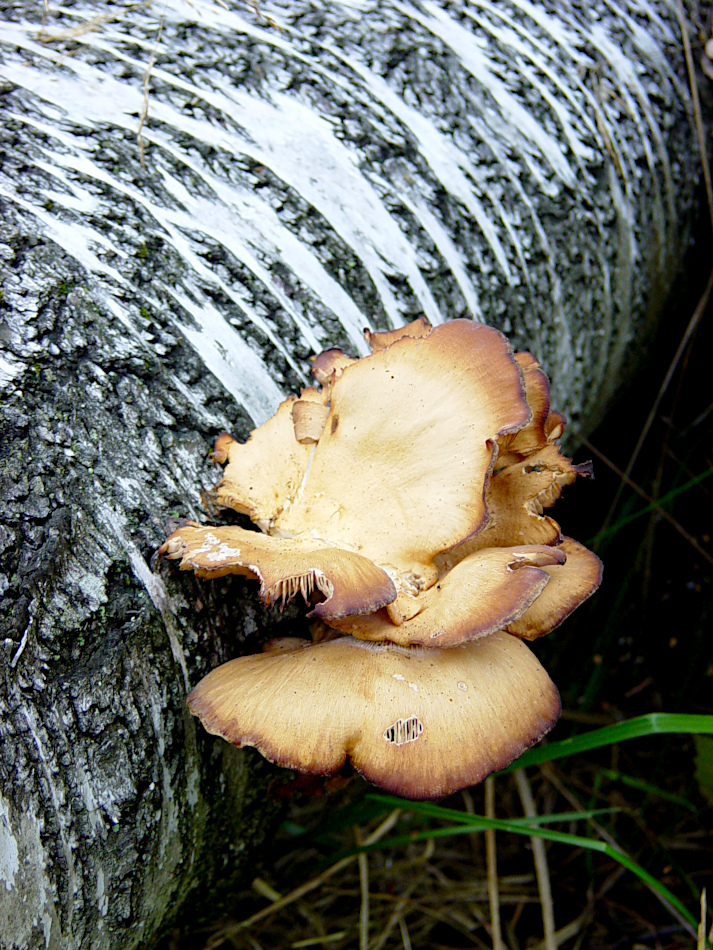 Tyresta National Park