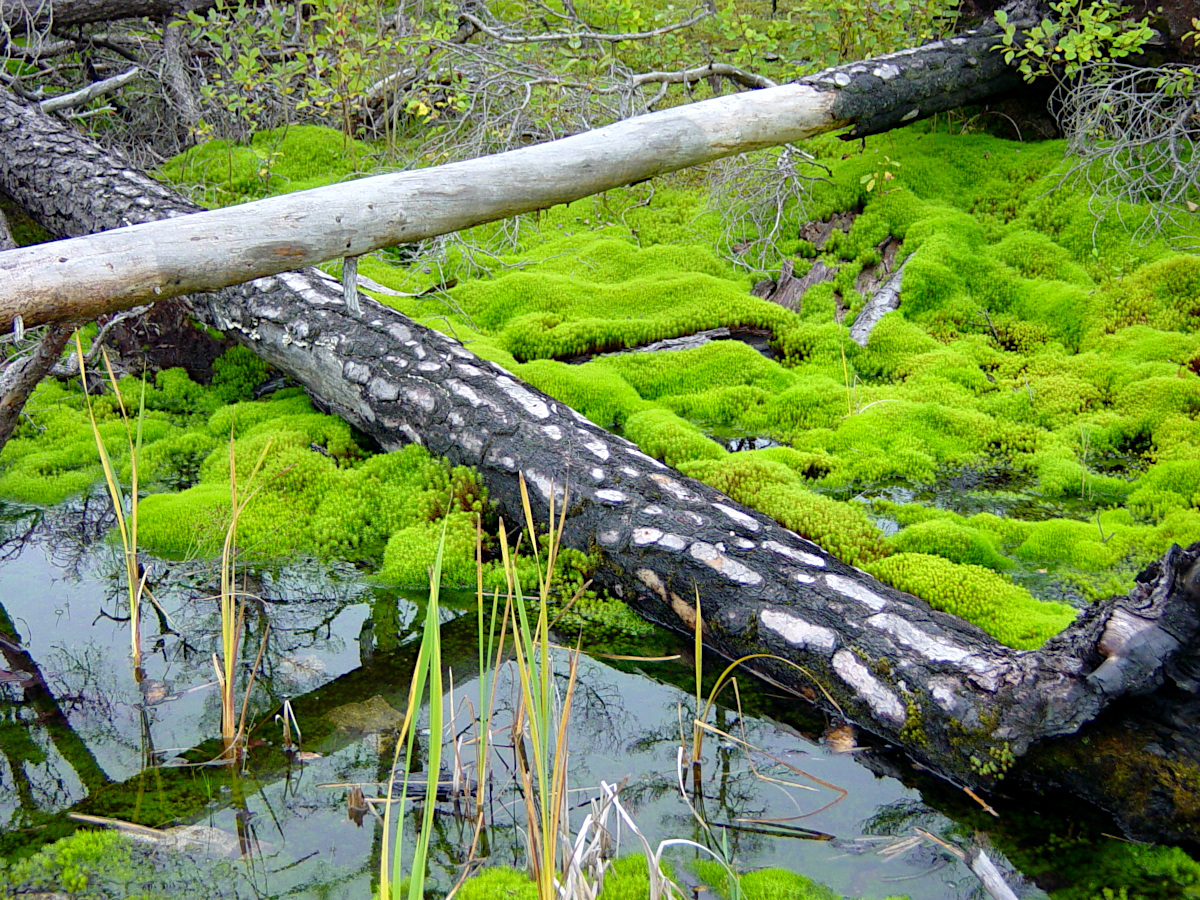 Tyresta National Park