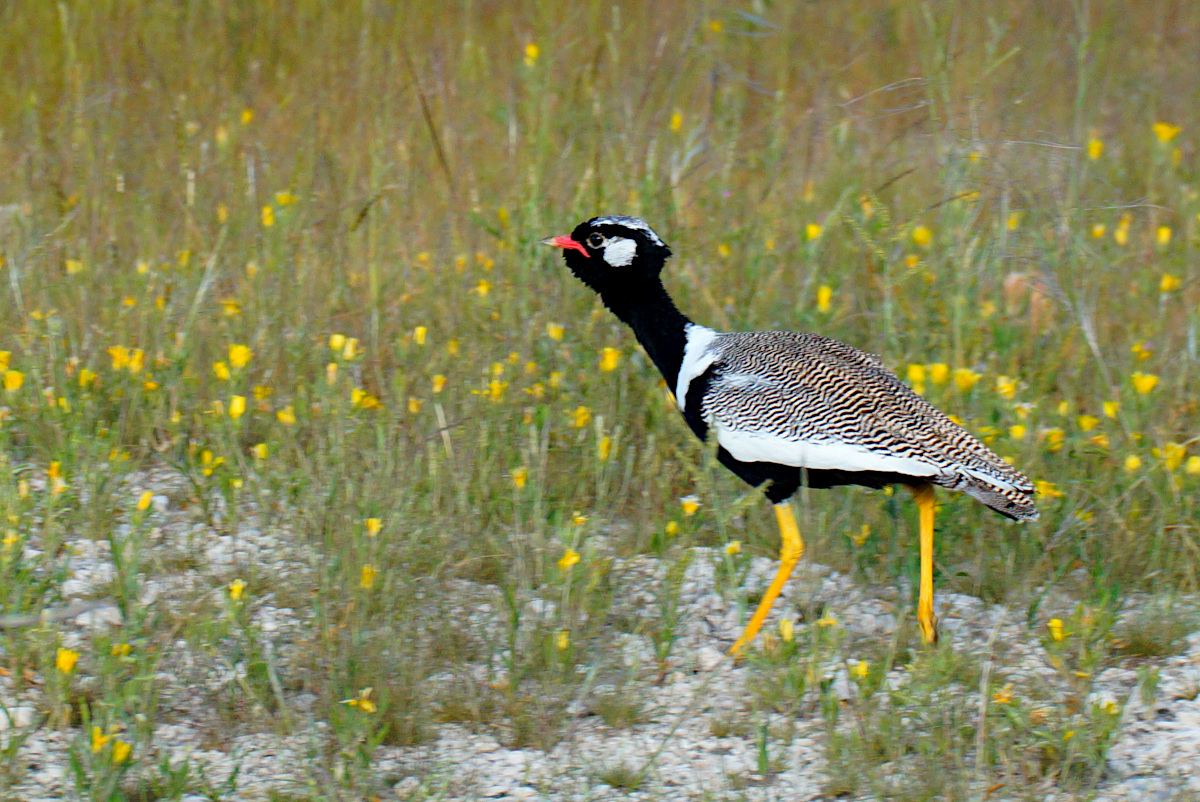 Northern Black Korhaarn, male, Etosha