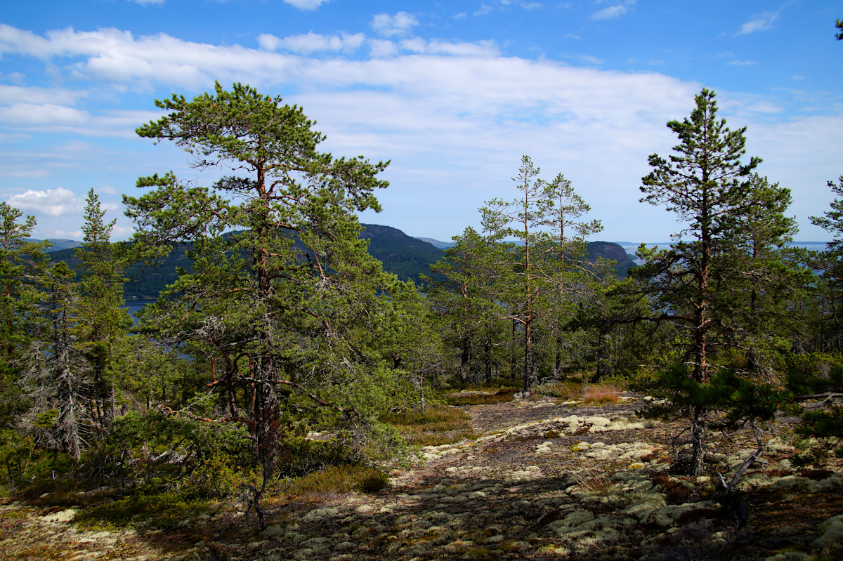 Fäberget