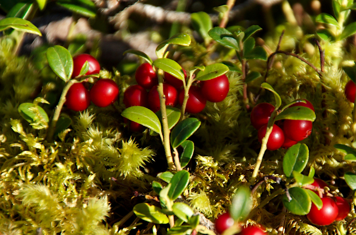 Fårö