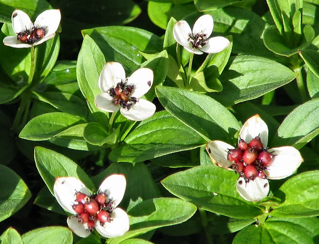 Dwarf Cornel, bunchberry