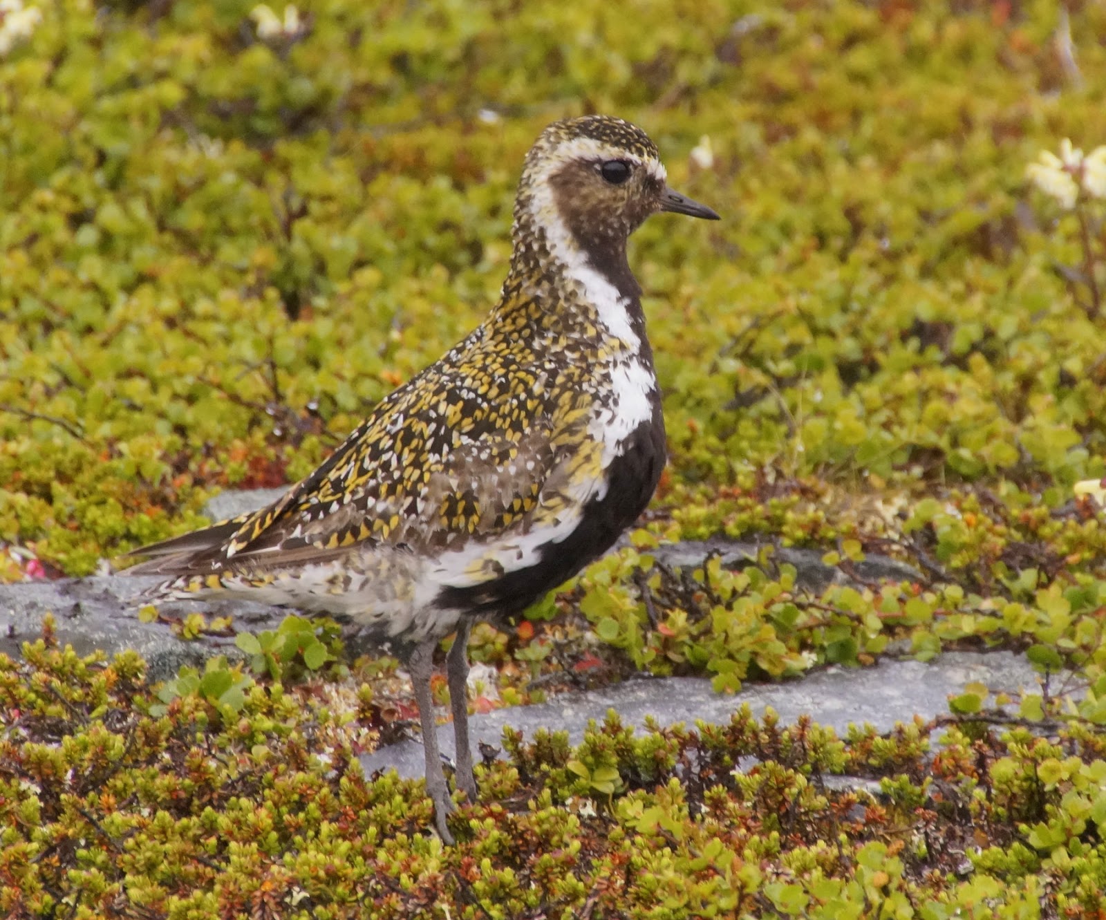 Padjelanta NP, Sweden