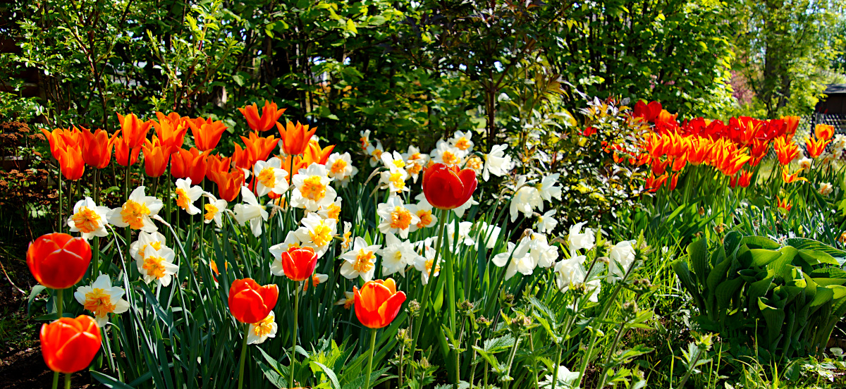 The front garden