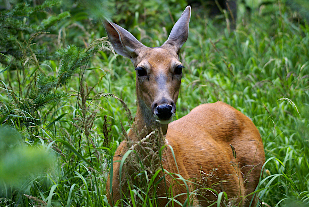 Deer at Grinnell Lake, Glacier National Park