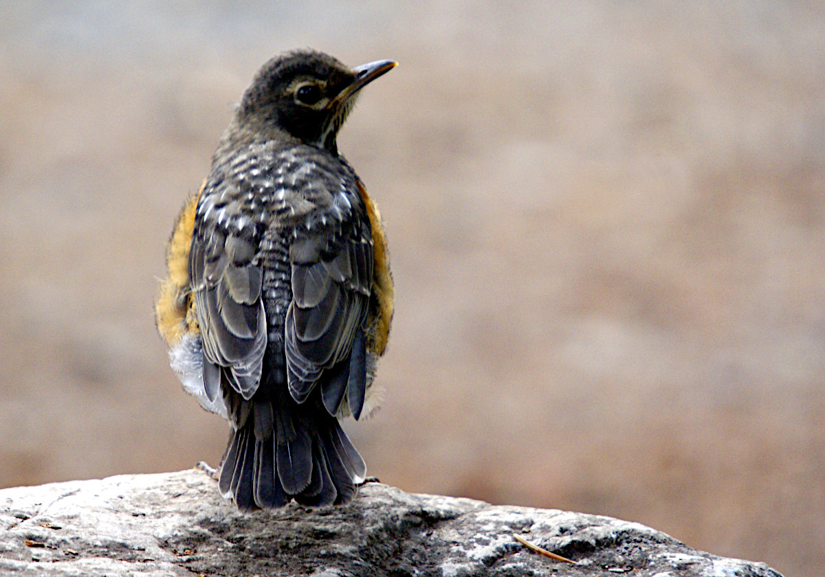 Juvenile American Robin in Glacier National Park