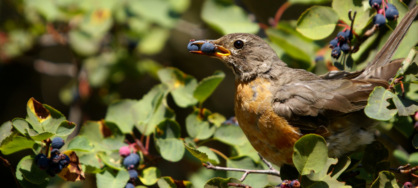 American Robin eating berries, Glacier National Park