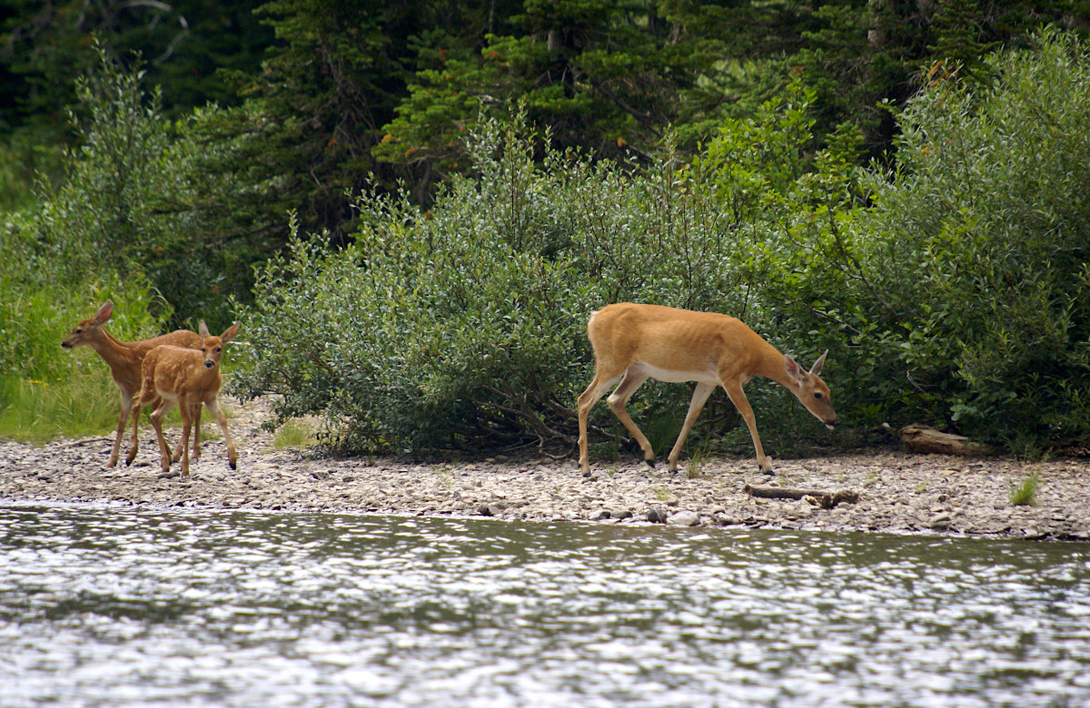 Deer at Grinnell Lake, Glacier National Park