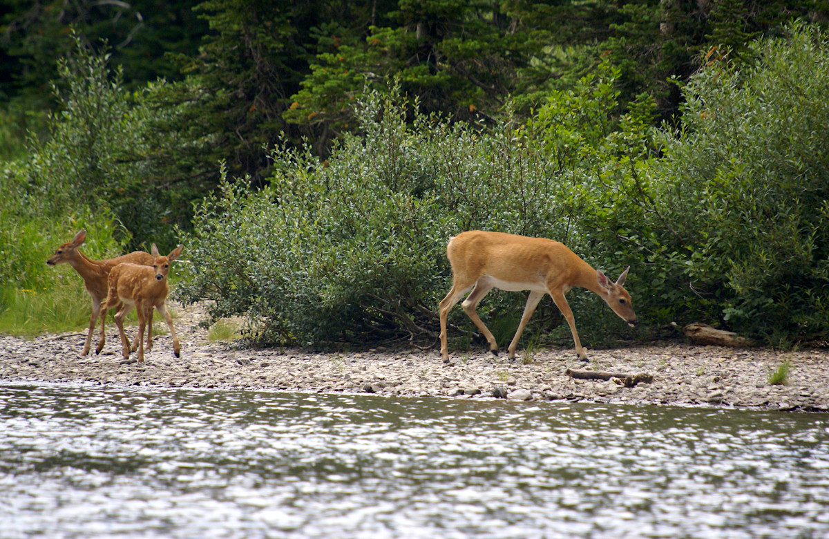 Deer at Grinnell Lake