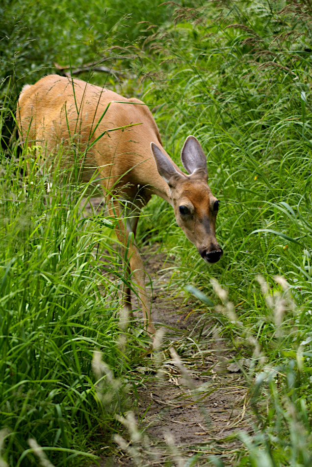 Deer at Grinnell Lake, Glacier National Park